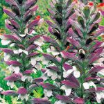 Acanthus Mollis