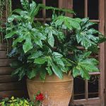 Fatsia Japonica