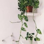 Monstera Monkey Mask