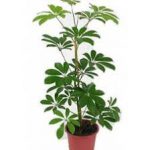Schefflera Nora