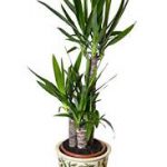Yukka Elephantipes