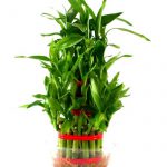 tall plants for shade