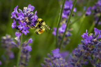 all year round plants for bees