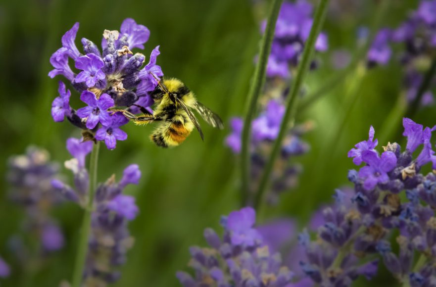 15 Best All Year Round Plants For Bees (They Love Them)