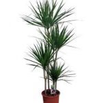 tall plants for shade