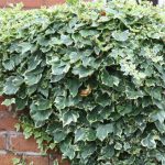 Hedera Helix and Ivy