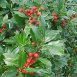 hybrid hollies