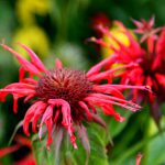 Monarda