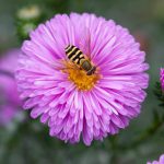 Symphyotrichum Novi-belgii