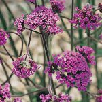 Verbena Bonariensis