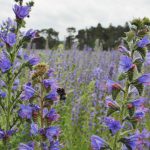 Vipers Bugloss