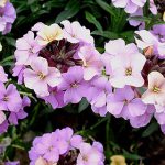 Perennial Wallflower